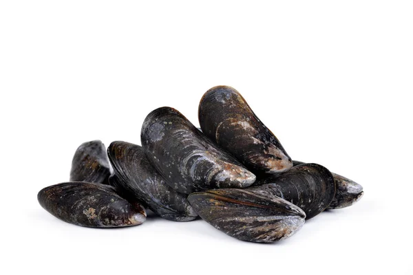 Cozze fresche isolate — Foto Stock