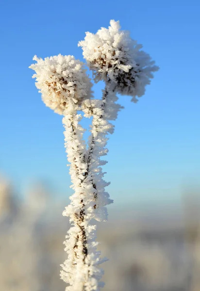 Hoarfrost na flor de cardo — Fotografia de Stock