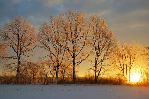 Κατεψυγμένα δέντρα στο ηλιοβασίλεμα. — Φωτογραφία Αρχείου