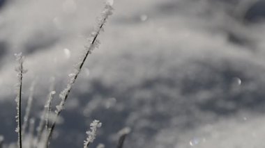 Buzlu bitki üzerinde düşen kar.