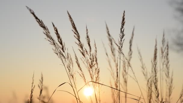 Silhouette of grass — Stock Video