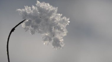 Donmuş fabrikayı kapatma. 