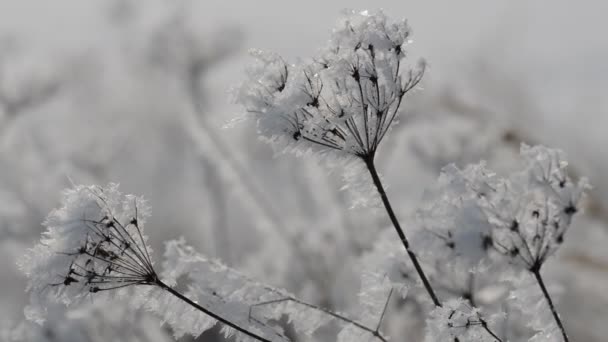 Bevroren plant close-up. — Stockvideo