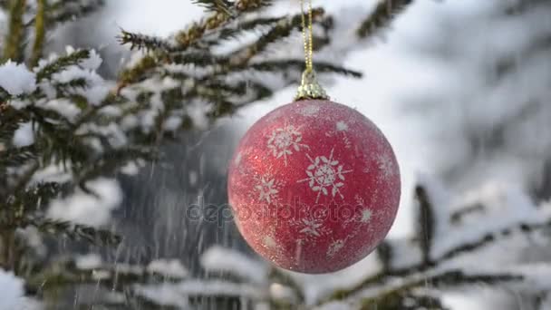 Červená vánoční ornament na smrkové větvičky. — Stock video