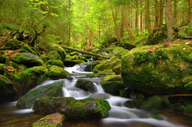 Milli Parkı Sumava dağ dere