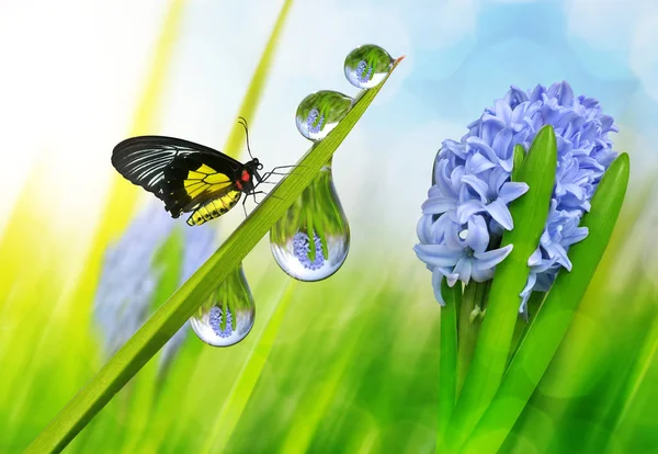 La jacinthe et la rosée tombent sur l'herbe verte avec le papillon — Photo