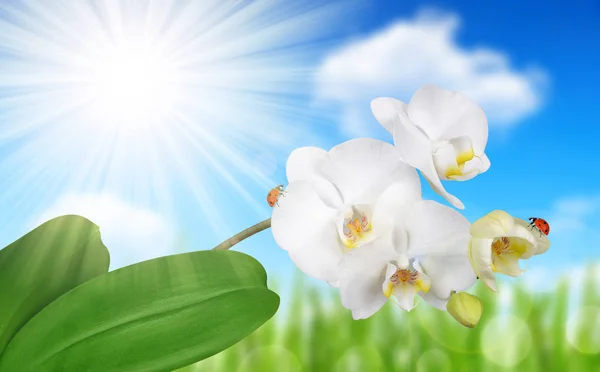 Белая орхидея на голубом небе — стоковое фото