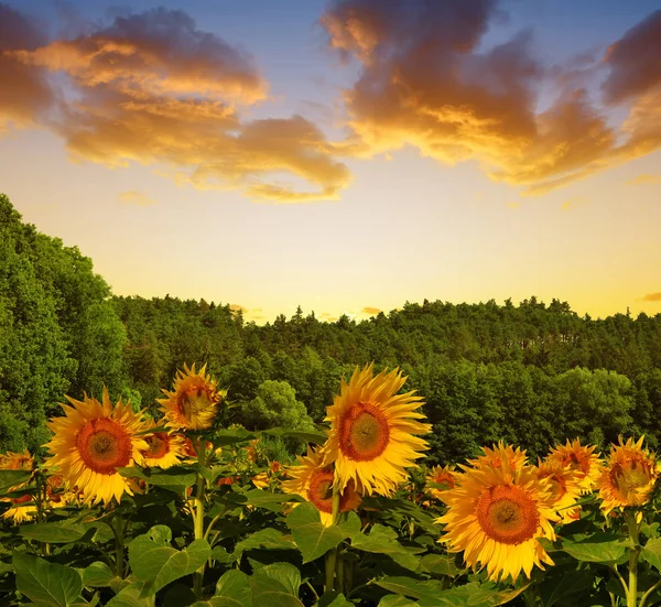 Spring landscape with blooming sunflower on the field — Stock Photo, Image