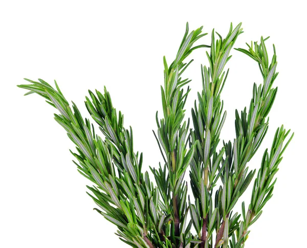 Scented herb Rosemary — Stock Photo, Image