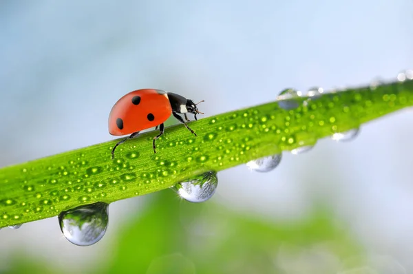 Erba fresca di primavera verde con gocce di rugiada e coccinella — Foto Stock