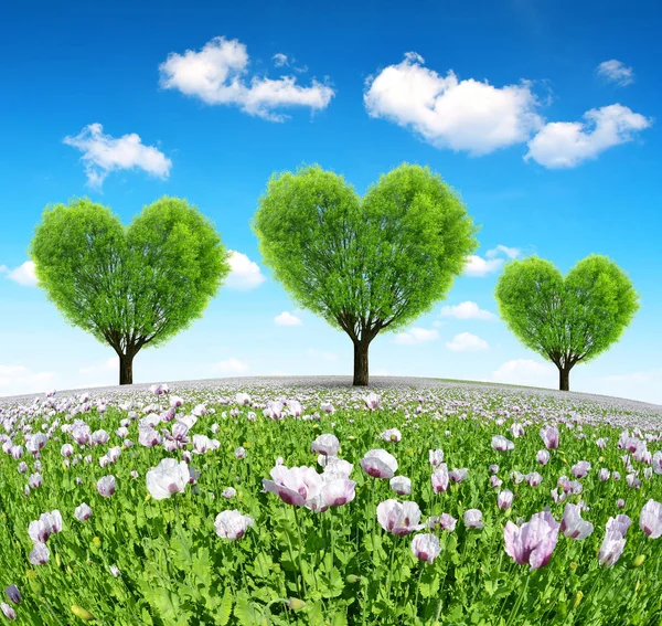 Poppy field with trees in the shape of heart. — Stock Photo, Image