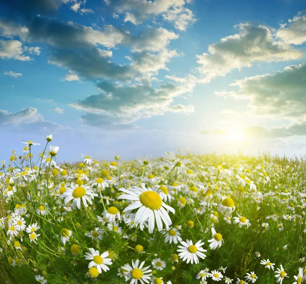 Gänseblümchen blühen bei Sonnenuntergang auf der Wiese. — Stockfoto