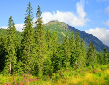 Mengusovska Vadisi'nde Vysoke Tatry (yüksek Tatras), Slovakya 