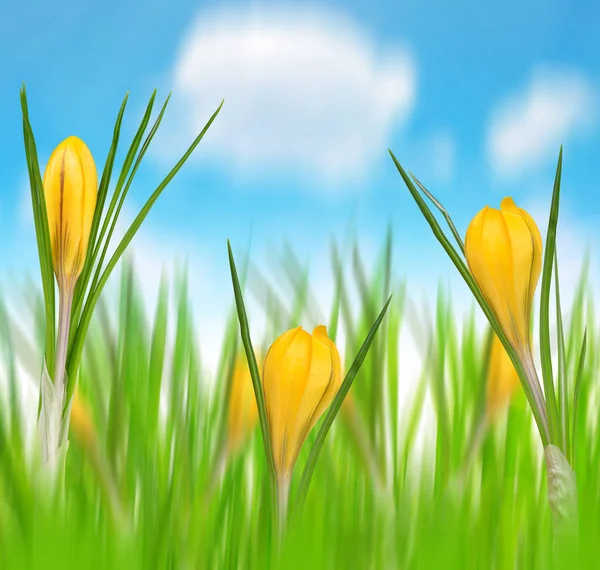 Spring flowers of yellow crocus — Stock Photo, Image