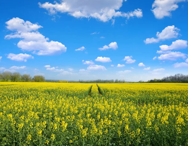 Yellow rapeseed flower field and blue sky with clouds — Stock Photo, Image