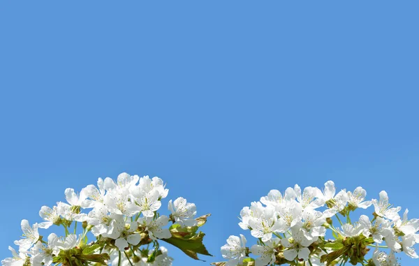 Printemps floraison cerisier gros plan — Photo