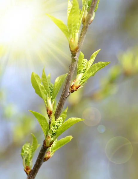 Spring branch tree close up. — Stock Photo, Image