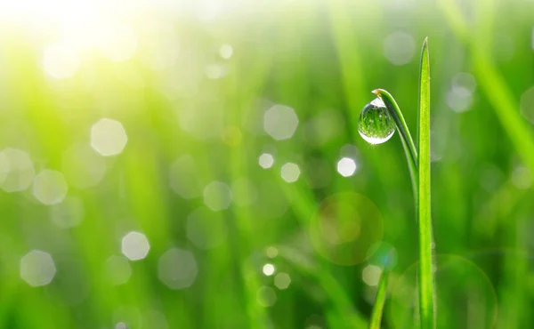 Verse groene lente gras met dauw druppels — Stockfoto