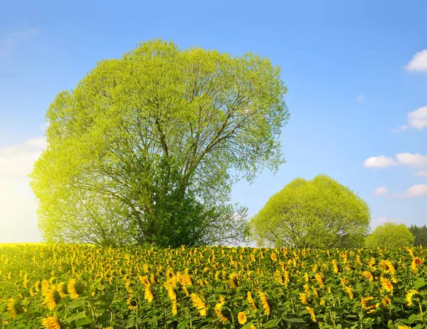 Frühlingslandschaft mit Sonnenblumenfeld — Stockfoto