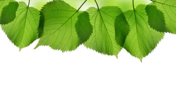 Verse groene lente bladeren van linden — Stockfoto