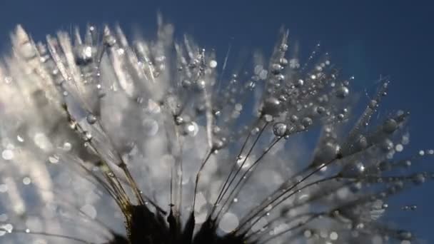Dew drops on a dandelion seeds — Stock Video