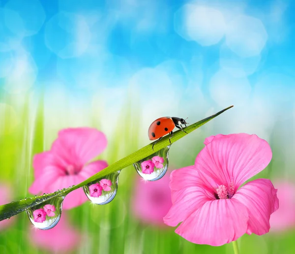 Rosa Blume und Marienkäfer auf frischem grünen Frühlingsgras mit Tautropfen — Stockfoto