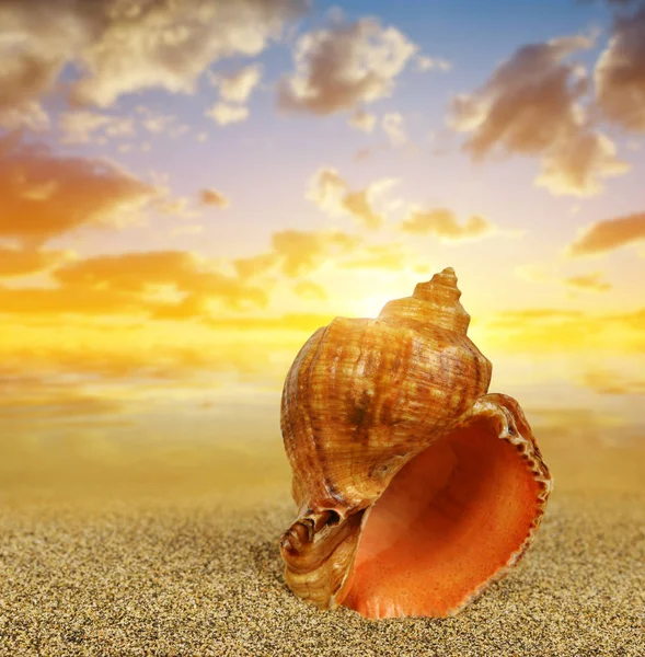 Coquille de mer tropicale sur la plage de sable — Photo