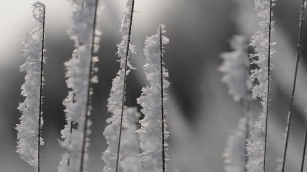 Gefrorenes Gras aus nächster Nähe. — Stockvideo