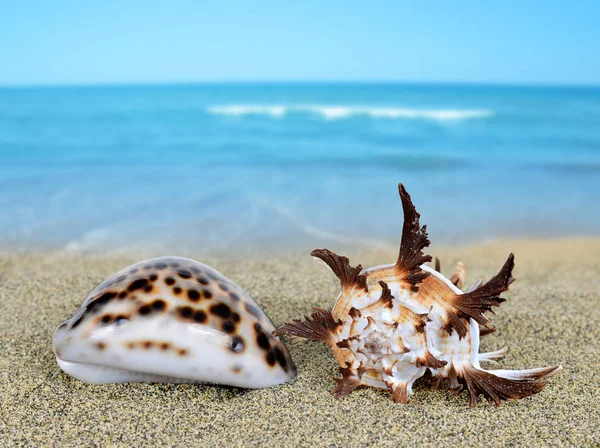 Conchas marinas tropicales — Foto de Stock