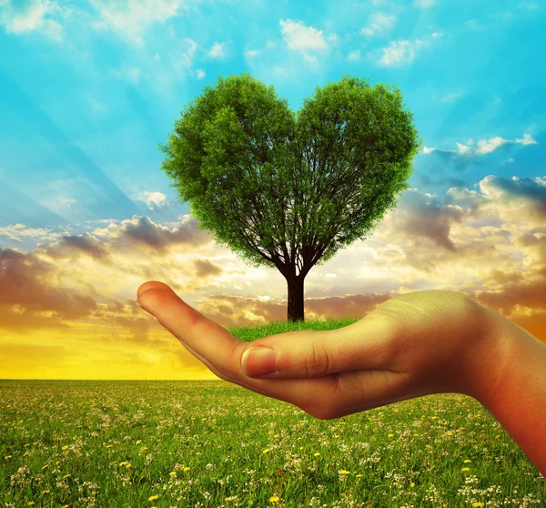 Hands holding a tree in the shape of heart — Stock Photo, Image