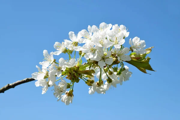 Spring blossoming branch of cherry tree closeup — Stock Photo, Image