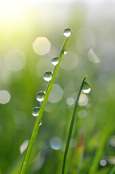 Hierba verde fresca con gotas de rocío —  Fotos de Stock