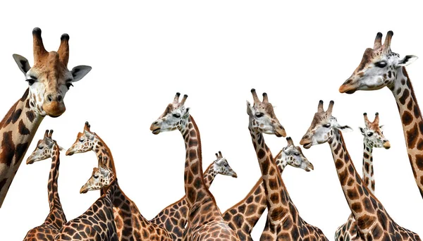 Giraffenherde isoliert — Stockfoto