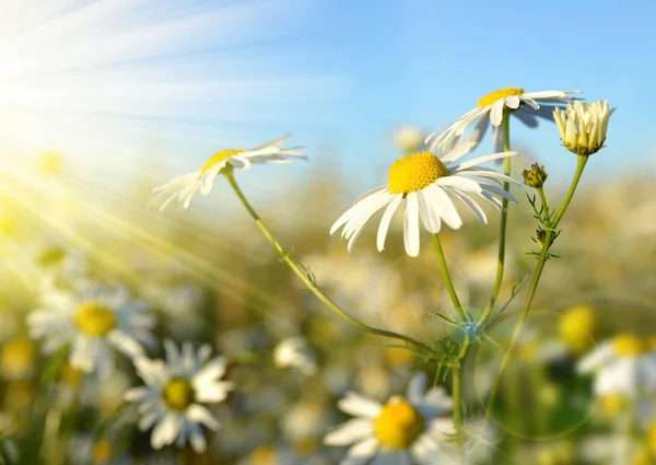 Kamille blüht an sonnigem Tag auf der Wiese. — Stockfoto