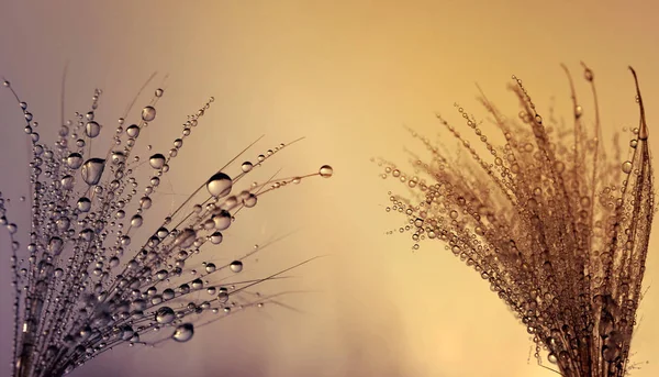 Dew drops on thistle seed — Stock Photo, Image