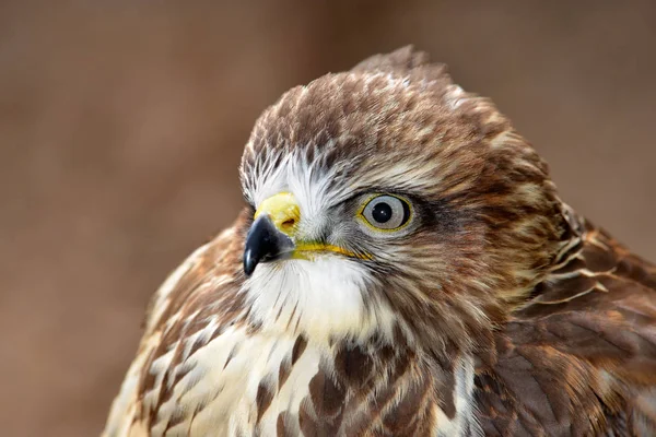 Retrato pássaro de rapina Buzzard comum — Fotografia de Stock