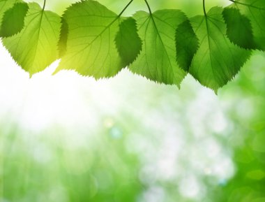 Linden taze yeşil bahar bırakır 