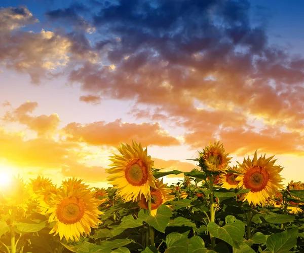 Beautiful sunflowers on the field — Stock Photo, Image