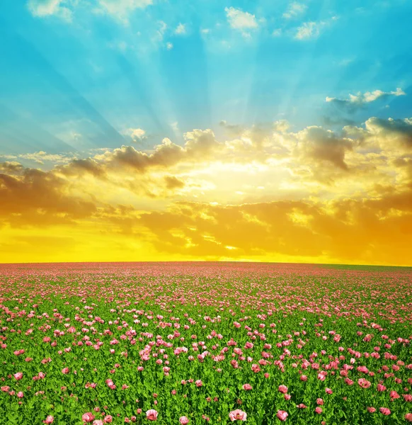 Fioritura campo di papavero al cielo tramonto . — Foto Stock