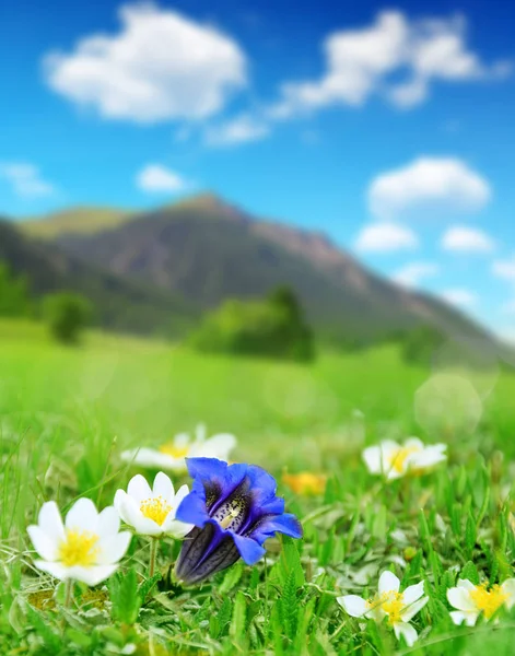 Hořce kvetoucí na horské louce — Stock fotografie