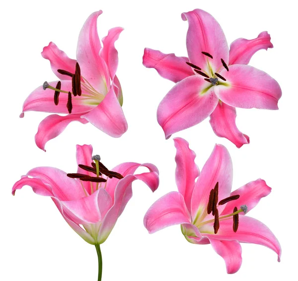 Lyserøde lilje blomster - Stock-foto
