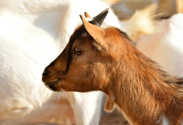 Retrato de uma cabra jovem — Fotografia de Stock