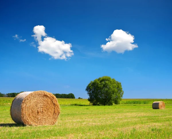 Straw bale on meadow — Stock Photo, Image