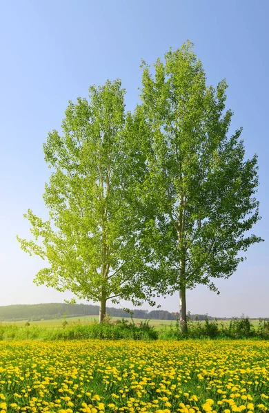 Dwa aspens łące z mniszek lekarski. — Zdjęcie stockowe