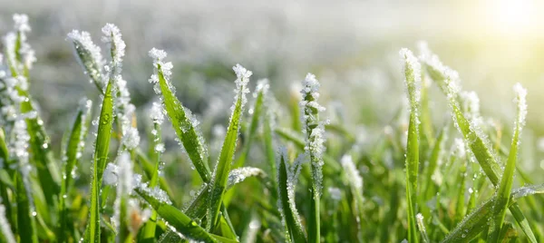 Eiskristalle auf grünem Gras aus nächster Nähe. — Stockfoto