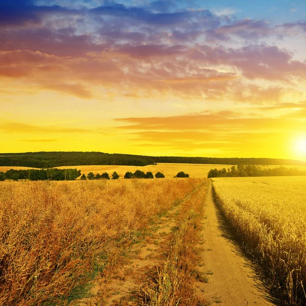 Summer rural landscape with dirt road at sunset. — Stock Photo, Image