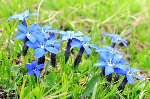 Spring blue gentians — Stock Photo, Image