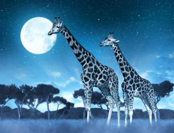 Два жирафа в саванне — стоковое фото