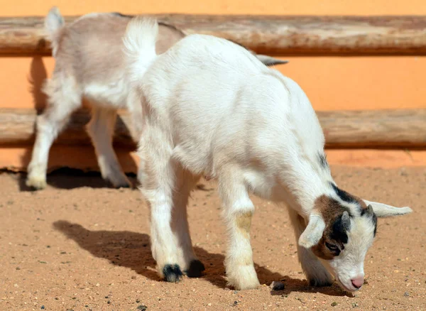 Cabras brancas jovens — Fotografia de Stock