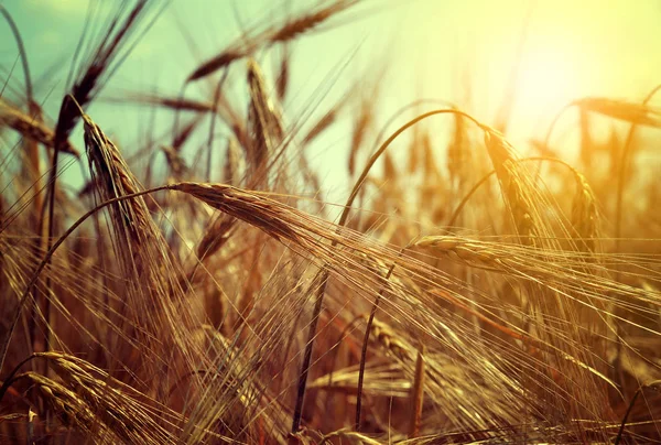 大麦の耳を持つフィールド — ストック写真